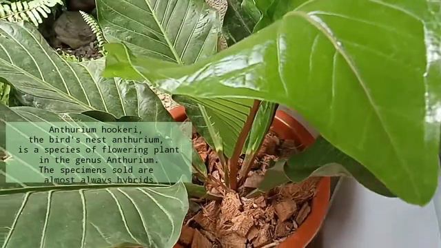 ANTHURIUM HOOKERI ( Bird's Nest Anthurium )