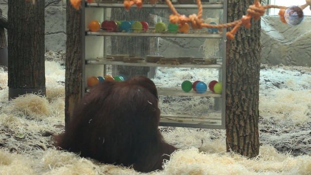 Интерактив орангутана. Квест. Развлечение обезьян. В МИРЕ ЖИВОТНЫХ! Игры животных. Орангутан. смотреть онлайн