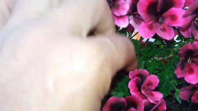 Resultado De Poda Del Pelargonium/El Ratillo De Juan Valentín