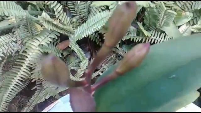 Triple buds on one sheath - Cattleya hybrid NOID смотреть онлайн