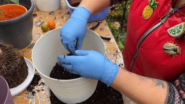 Пересадка Рангпура смотреть онлайн