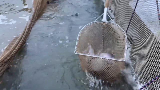 Зарыбление водоема форелью ежедневно смотреть онлайн