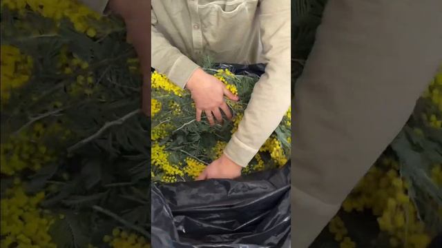 Шикарная мимоза оптом