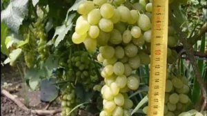 Виноград «Ананасный»  характеристика