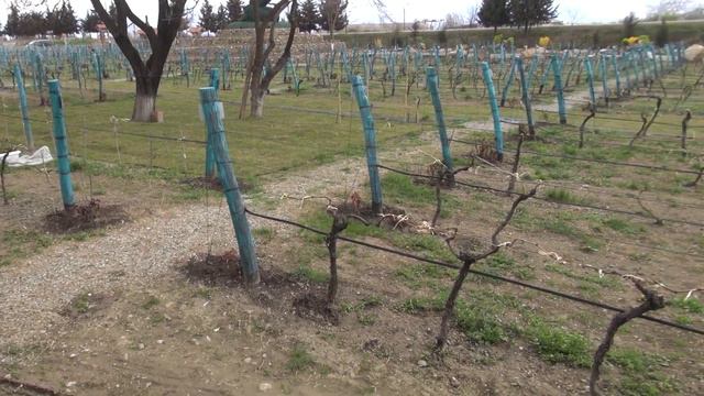 Грузия, Телави 4 и 5 апреля 2019. смотреть онлайн