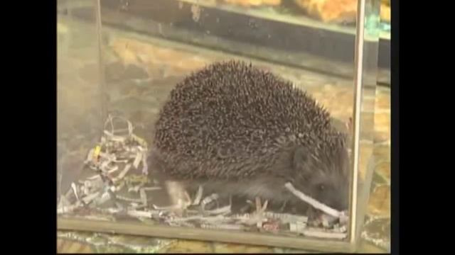 К вопросу об содержании ежей дома... смотреть онлайн