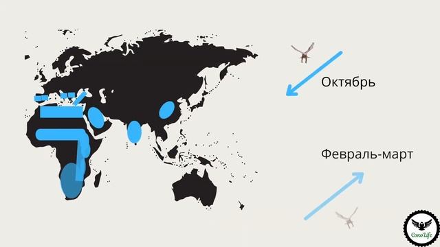Балобан и всё что нужно знать об этой птице смотреть онлайн
