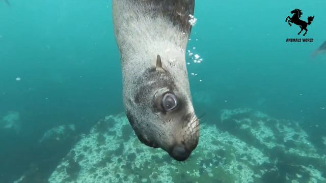 Учим  животных : утки , коровы , кошки , собаки , лошади , свиньи - Звуки ЖИВОТНЫХ