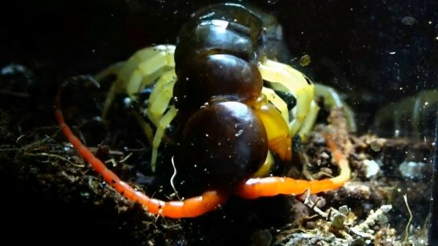 Дикая Природа в 360 Градусов