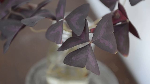 How to Propagate Oxalis Triangularis from Petioles смотреть онлайн