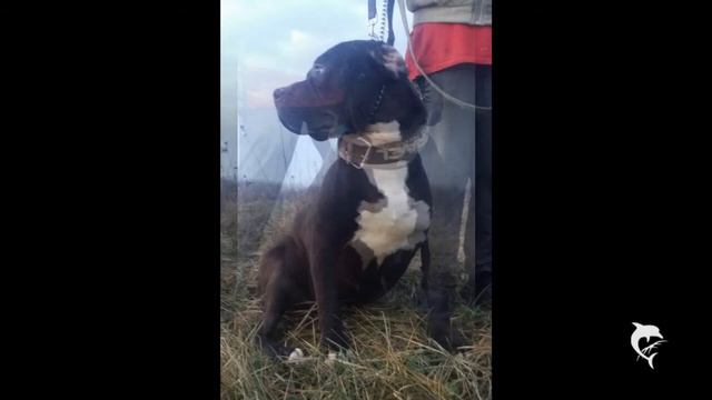 Biggest Black XXX Pitbull On The Planet(no Bully No Gamedog)