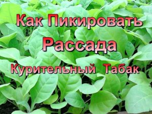 Подготовка земли и Пикировка рассады Табака.