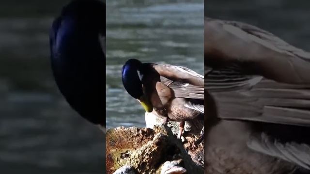 птица. утка. смотреть онлайн