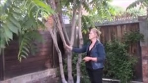 Особенности выращивания маньчжурского ореха в Сибири.  Зеленская Анна