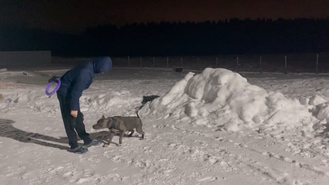 Вечерняя прогулка перед сном 😋 смотреть онлайн