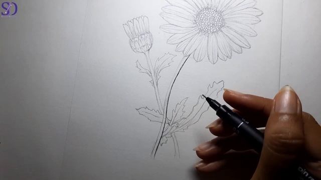 How to Draw Aster Flower/ Sinoun Drawing смотреть онлайн