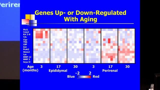 SENS5 - Aging, Adipose Tissue and Cellular Senescence смотреть онлайн