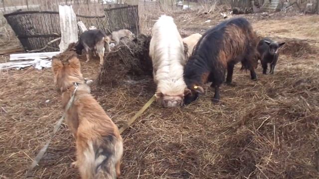 Дворняжка или дворянка смотреть онлайн
