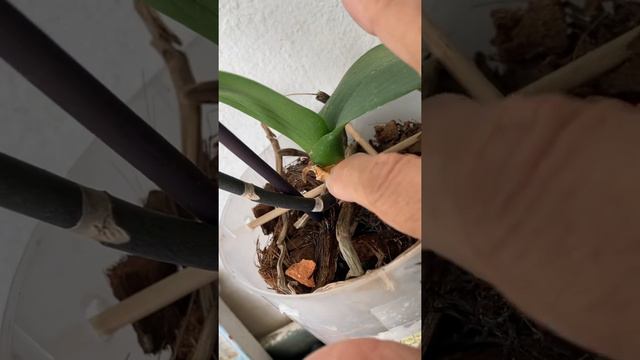 March 12, 2021 Orquídea Phalaenopsis de Ceoalos y Pétalos Blanco y color vino y Labelo Amarillo 🥳💕 смотреть онлайн