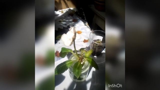 Почему вянут листья у глоксинии или история одной мученицы #цветы #глоксиния #болезниглоксиний