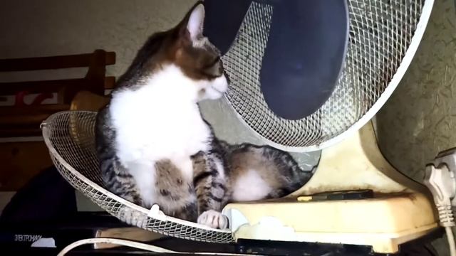 Лежанка для кота из вентилятора смотреть онлайн