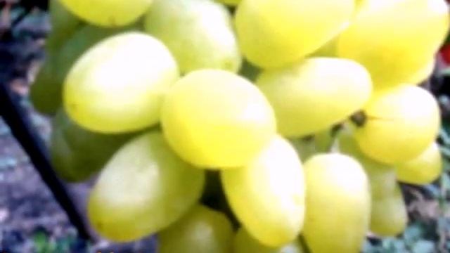 Виноград Бажена смотреть онлайн