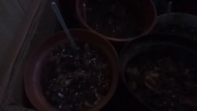 Ахименес зимой. Как хранить ризомы. смотреть онлайн