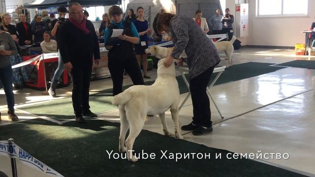 Выставка собак 25 февраля 2018 года. Ринг САО