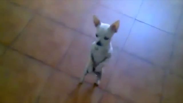 БАШКОРТСА БЕЙЕЙ смотреть онлайн