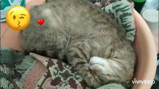 Спокойной ночи малыши 🐕🐈❤️😀 смотреть онлайн