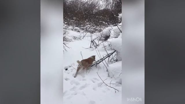 Воспитание щенка ЗАПАДНОСИБИРСКОЙ ЛАЙКИ смотреть онлайн