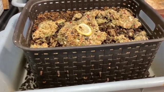 Black Soldier Fly Larvae & Prepupae Sorting смотреть онлайн