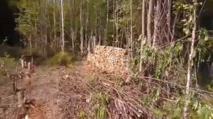 Разработка и очистка участка от деревьев. Подготовка участка к строительству.