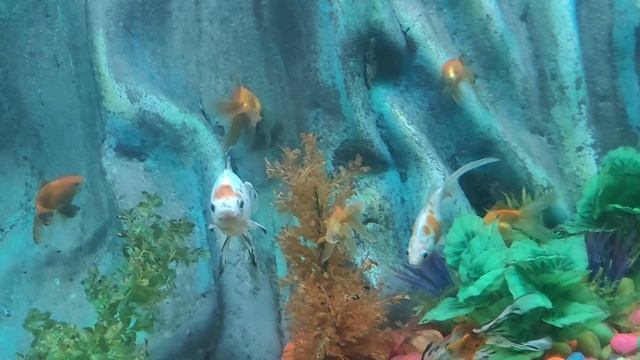 Aqua world mysore| Lokaranjan underwater aquarium #aquarium #aquaworld смотреть онлайн