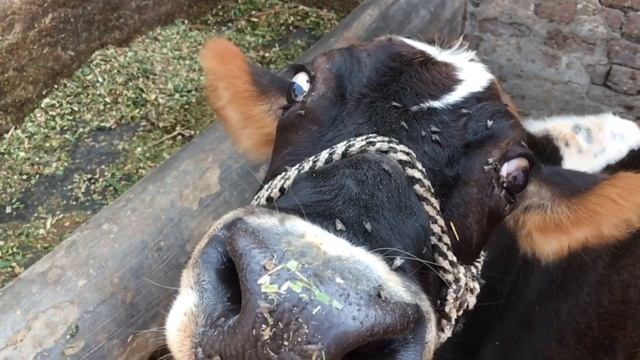 Почему мясо коровы это говядина. Что не так с коровой? смотреть онлайн