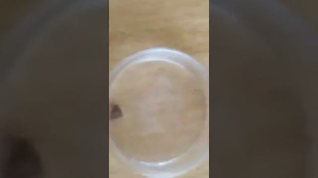 Как избавиться от клещей. смотреть онлайн