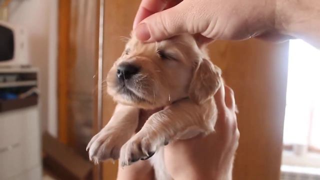 Золотистый ретривер -1 месяц.