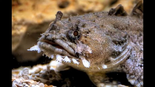 Самые ядовитые рыбы в мире??? смотреть онлайн