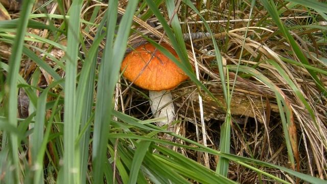 Ладожские грибочки - шхеры. Видео, грибы и музыка - Александр Травин арТзаЛ смотреть онлайн