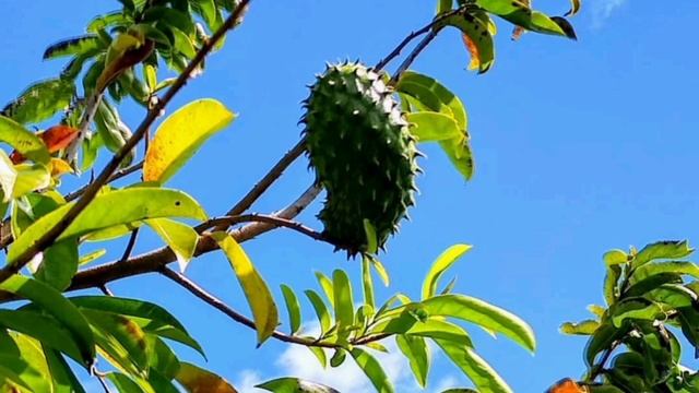 Annona species (Custard apple) смотреть онлайн