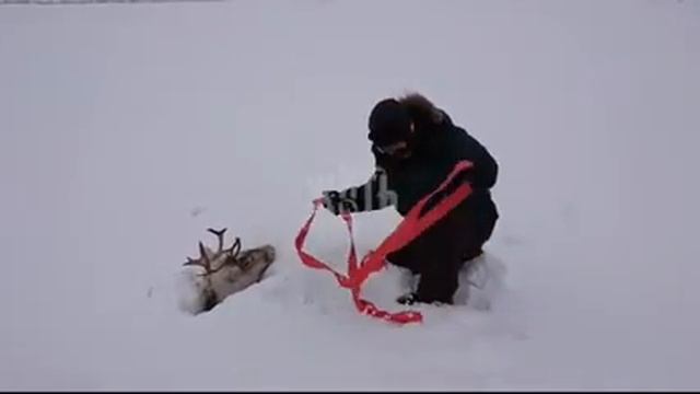 Норильск спасли оленя смотреть онлайн