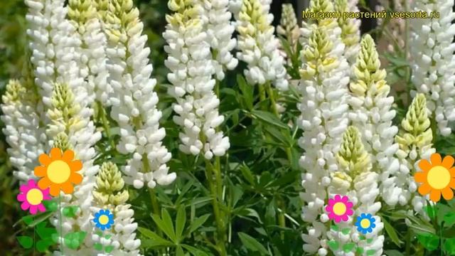 Люпин многолистный Нобле Мейден. Краткий обзор lupinus polyphyllus russell hybrids Noble Maiden смотреть онлайн