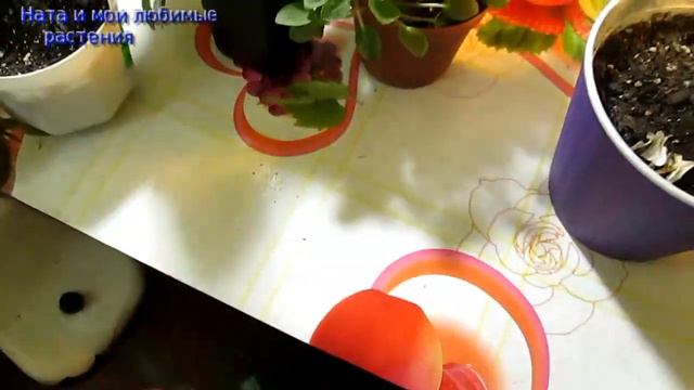 Обзор комнатных растений, купленных осенью : их состояние на сегодняшний день смотреть онлайн