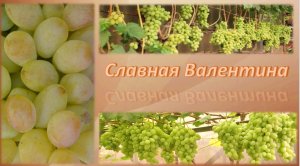Валентина виноград