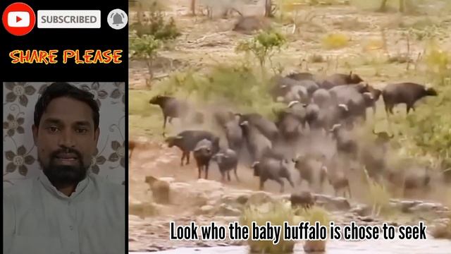 Lion attack buffalo baby viral video #viral #viralvideo #viralstory #ytviralvideo buffalo buffalo 2 смотреть онлайн