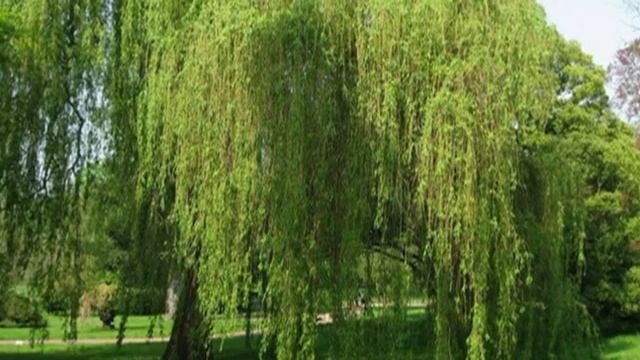25. Плакучие ивы смотреть онлайн