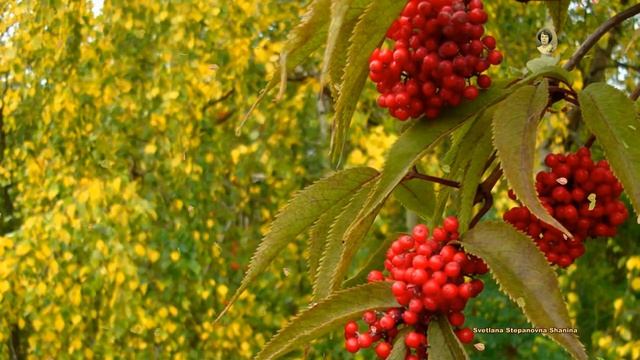 "Я ПРИВЫКАЮ ЖИТЬ БЕЗ ЛЕТА" - А. УШАНОВ, стихи Ю. ЕГОРОВА смотреть онлайн