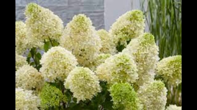 Сегодня в продаже! Многолетники. Гортензии и многое другое. смотреть онлайн