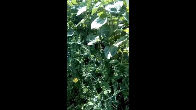 Прогулка по органическому огороду Матвеевой Оксаны. Ангарск. смотреть онлайн