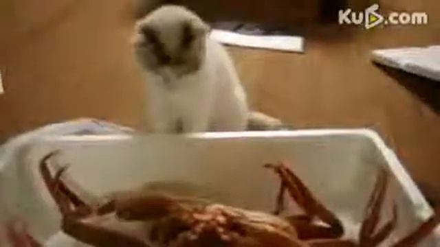 котэ и неведанная хрень смотреть онлайн